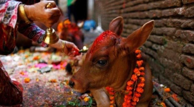 आज गाई, गोरु र गोवर्द्धन पूजा गरिंदै